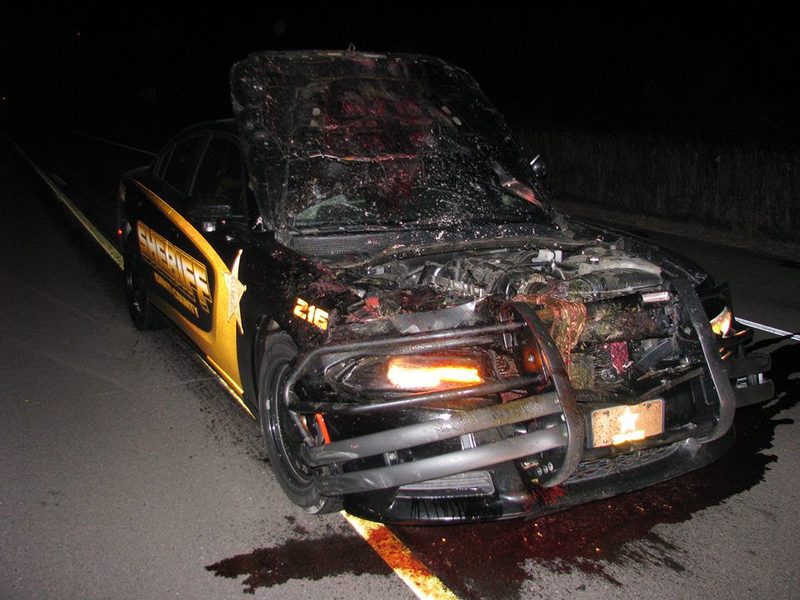 Illustration for article titled Under No Circumstance Is Watching This Cop Car Hit A Deer At 114 MPH OK